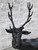 639 Monumental Elk Bronze Statue by Pierre Jules Mene