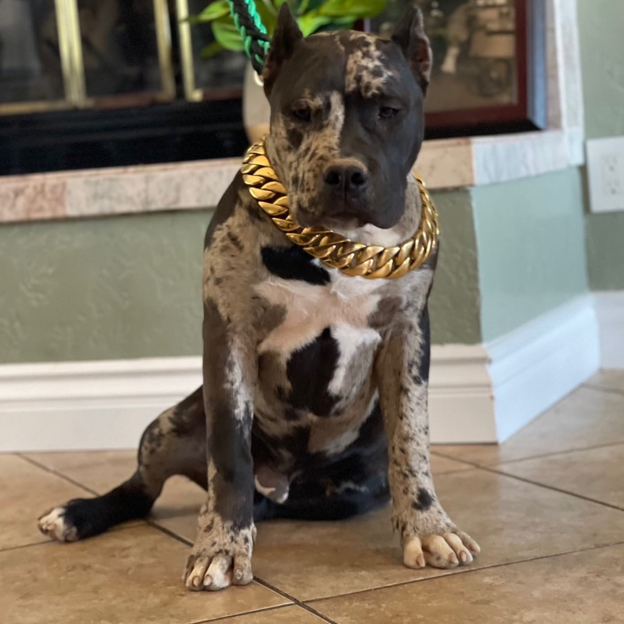 bully cuban link collar