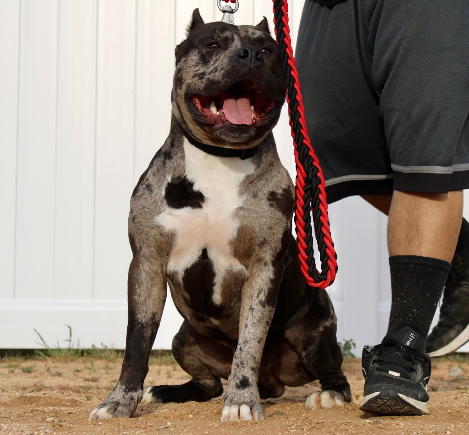 Louis V Gottyline short muscle bloodline open for stud fee or pup back :  r/AmericanBully