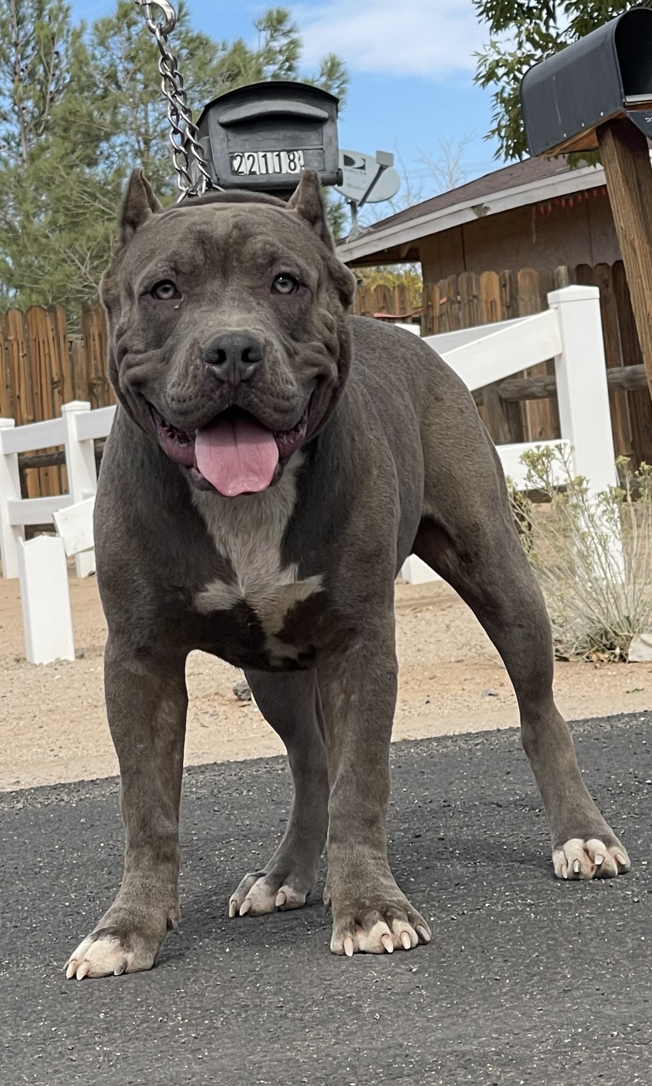 Louis V Gottyline short muscle bloodline open for stud fee or pup back :  r/AmericanBully