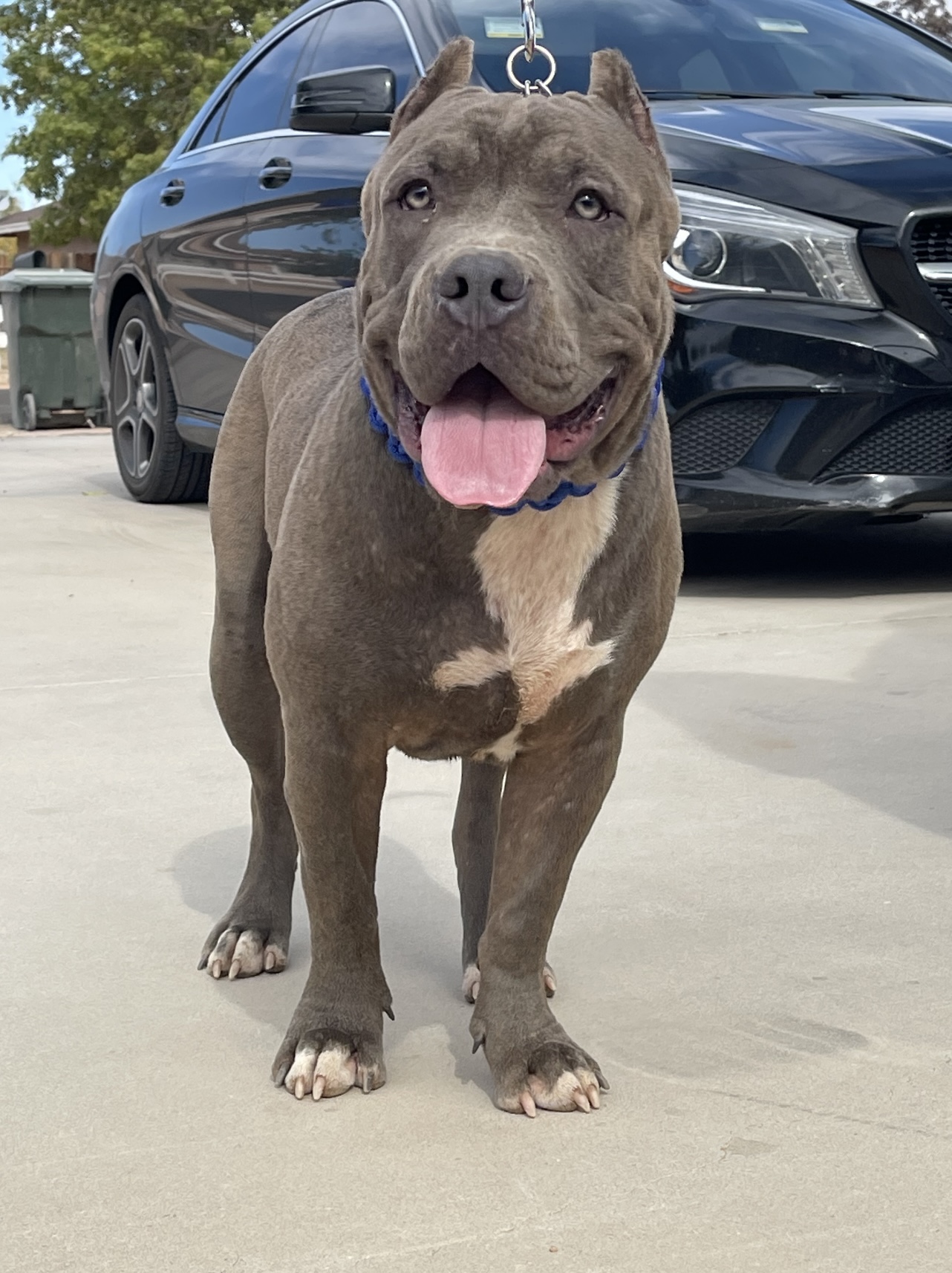 Open for Stud DZB's Baby Hulk ! $500 Lock in Special now @riotsquadbul