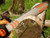 BLACK + DECKER BECS2040-GB BECS2040 Chainsaw 40cm Bar 2000W 240V - B/DBECS2040