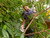 Black + Decker BEHTS401 Hedge Strimmer® with Saw Blade 55cm 500W 240V