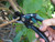 Faithfull FAICOUANV8 Countryman Anvil Secateurs - FAICOUANV8