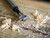 Faithfull FAIFOR14 Forstner Bit 14mm - FAIFOR14