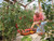Hozelock 100-001-406 2810 Growbag Waterer