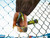 Rapid 23468100 FP222 Fence Pliers - RPDFP222 - image 5