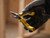 STANLEY® Hand Tools STHT0-74363 ControlGrip™ Long Nose Cutting Pliers 150mm (6in) - STA074363