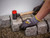 Wiha 44008 Assorted Hammer Face Set, 9 Piece