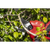 Sealey CP20VPS SV20 Series Brushless Cordless Pruning Shears 20V - Body Only