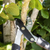 Sealey GTSG017 Telescopic Anvil Lopping Shears with Soft Grip Handle, Geared & Carbon Steel Blade