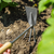 Premier GTWH002 2-in-1 Hoe and Cultivator with Ash Handle & Stainless Steel Tines/Blade