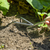 Premier GTWH005 Cultivator with Short Ash Handle & Stainless Steel Tines