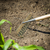 Premier GTWH011 Garden Rake with Long Ash Handle & Stainless Steel Tines