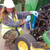 Draper 47809 Heavy Duty Lever Grease Gun, 500cc