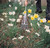 Draper 21862 Adjustable Lawn Rake, 190 - 570mm