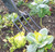 Draper 88789 Carbon Steel Garden Fork