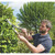 Draper 36791 Heritage Garden Shears with Straight Edges and Ash Handles, 230mm