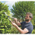 Draper 36791 Heritage Garden Shears with Straight Edges and Ash Handles, 230mm