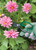 Draper 18299 Soft Grip Garden Scissor Set (2 Piece)
