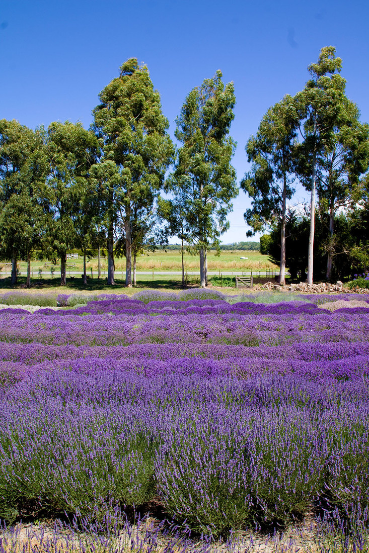 Aromatherapy Lavender Candle