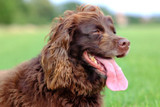 How to Take Care of your Dog’s Skin