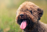 The Importance of Vaccinating your Dog or Cat