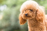 Nutrition After Neutering