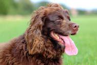 How to Take Care of your Dog’s Skin
