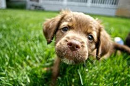 The Importance of Microchipping your Pet!