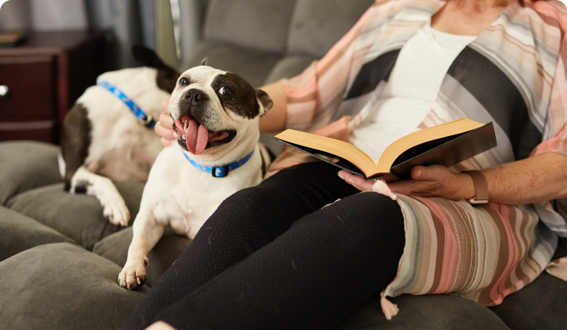 Happy dog with owner