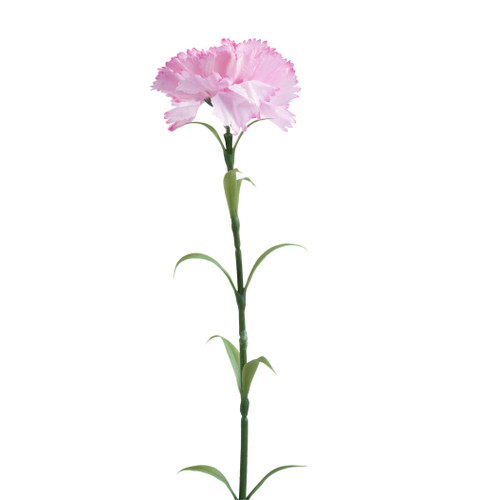 Carnation Single Stem Flower H : 221FXY9900079 : Pan Home
