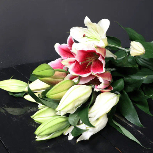 14 Stems of pink and white lilys : ARBOU0006 : Plaza Hollandi