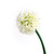 Allium Single Stem Flower H82c : 221AIC9900904 : Pan Home
