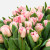 50 Pink Tulips : ARBOU0011 : Plaza Hollandi