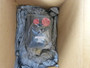 Moog 305-121A Servo Motor Brushless Max 4450RPM 350V 8.36Nm  NEW
