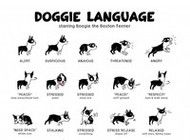 Understanding A Dog's Body Language