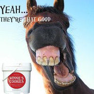 The Importance of Keeping up with your Horse’s Dental Hygiene 