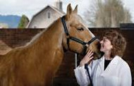 6 Tips for Choosing the Right Vet for Your Horse