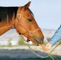 Best Fresh Veggies for Horses winnies cookies