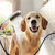 hansgrohe 4973700 Dog Shower Dog Shower + Quick Connect, 3-Spray, 1.75 GPM, in White