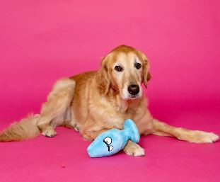 Scruffy Mutt Plug Mcruff Dog Toy