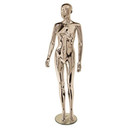 Female Plastic Display Mannequin – Upright Pose – Partial Feature Face – Chrome (inc stand)