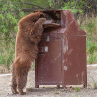 Raiding the Bins: A Look into How Different Animals Tackle Garbage