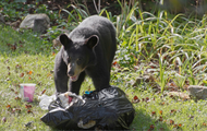 Harmony in Nature: Safeguarding Your Space from Wildlife Intruders