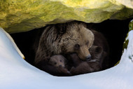 The Winter Chronicles: A Peek into the Secret Lives of Bears