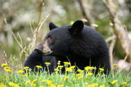 Spring is Back – That Means Black Bears Are, Too