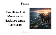 How Bears Use Memory to Navigate Large Territories