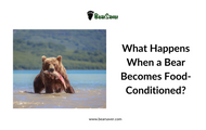 What Happens When a Bear Becomes Food-Conditioned?