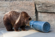 5 Reasons Why Animal-Resistant Trash Cans Are Essential for Urban Areas